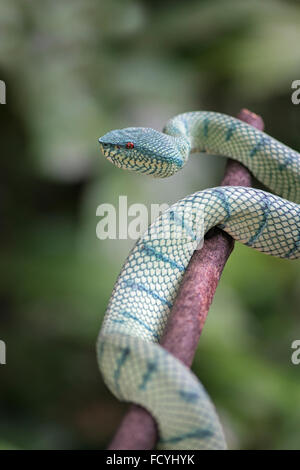 Wagler's Pit Viper : Tropidolaemus wagleri. Sabah, Bornéo Banque D'Images