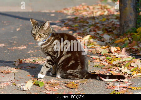 Chat tigré assis au soleil parmi les feuilles d'automne, qui sont tombés sur le trottoir Banque D'Images