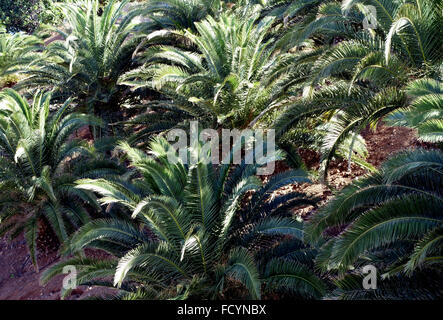 Jardins botaniques Palmetum de Santa Cruz de Tenerife, Canaries, Espagne Banque D'Images