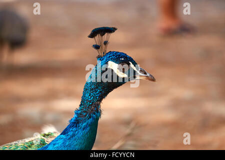 Close up of peacock tête dans KOS Banque D'Images