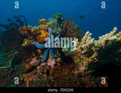 L'étoile bleue, Linckia laevigata, sur la barrière de corail en Indonésie ; Bali ; Tulamben Banque D'Images