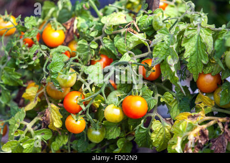 Le mûrissement des tomates sur la vigne Banque D'Images