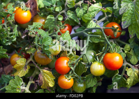 Le mûrissement des tomates sur la vigne Banque D'Images