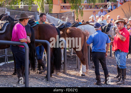 Les cavaliers et les chevaux dans le corral à la Fiesta de San Sebastian, La Caleta, Costa Adeje, Tenerife, Canaries, Espagne. Banque D'Images