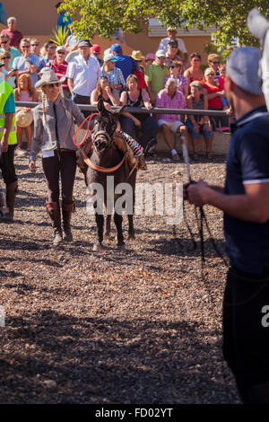 Les cavaliers et les chevaux dans le corral à la Fiesta de San Sebastian, La Caleta, Costa Adeje, Tenerife, Canaries, Espagne. Banque D'Images