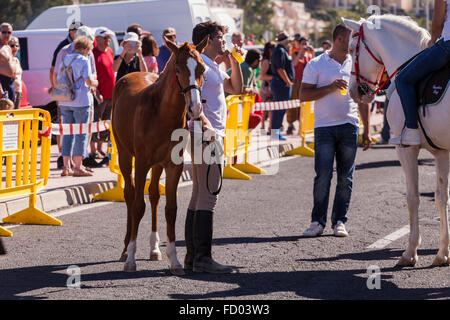 Les cavaliers et les chevaux dans le corral à la Fiesta de San Sebastian, La Caleta, Costa Adeje, Tenerife, Canaries, Espagne. Banque D'Images