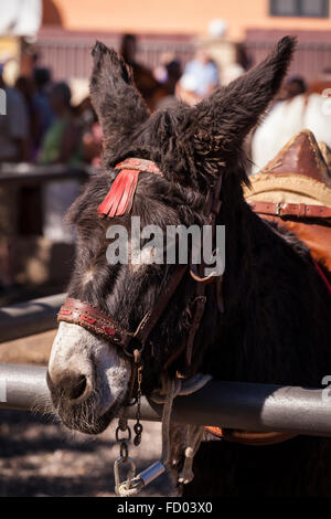 Gros plan d'une tête de mules à la Fiesta de San Sebastian, La Caleta, Costa Adeje, Tenerife, Canaries, Espagne. Banque D'Images