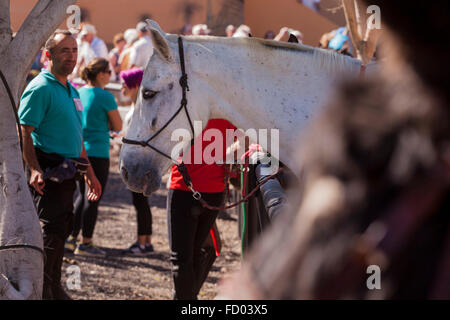 Les cavaliers et les chevaux dans le corral à la Fiesta de San Sebastian, La Caleta, Costa Adeje, Tenerife, Canaries, Espagne. Banque D'Images