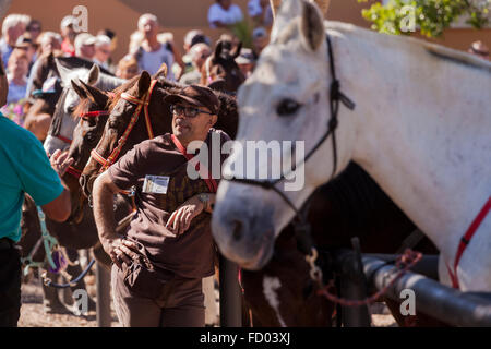 Les cavaliers et les chevaux dans le corral à la Fiesta de San Sebastian, La Caleta, Costa Adeje, Tenerife, Canaries, Espagne. Banque D'Images