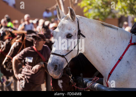 Les cavaliers et les chevaux dans le corral à la Fiesta de San Sebastian, La Caleta, Costa Adeje, Tenerife, Canaries, Espagne. Banque D'Images