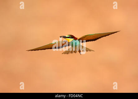 Bee eater chasse une abeille Banque D'Images