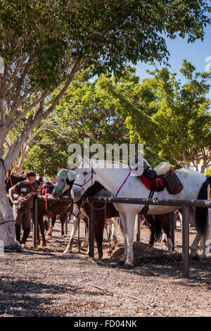 Les cavaliers et les chevaux dans le corral à la Fiesta de San Sebastian, La Caleta, Costa Adeje, Tenerife, Canaries, Espagne. Banque D'Images