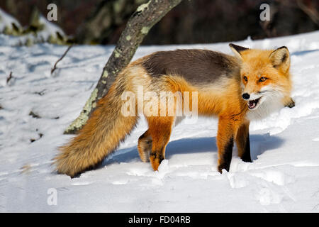 Le renard roux dans la neige