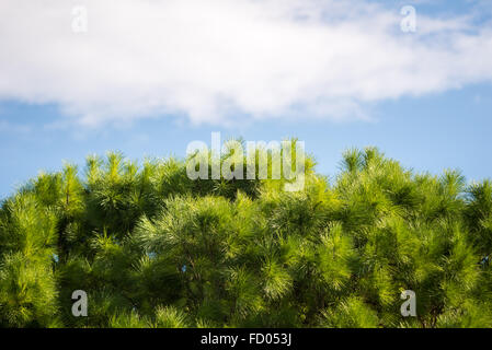 Arbres à Ein Cefa Réserver Banque D'Images