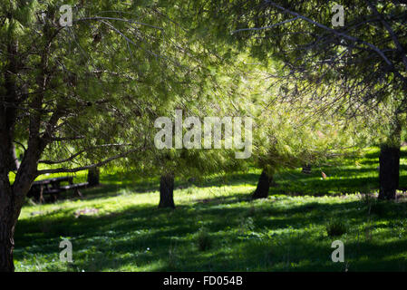 Arbres à Ein Cefa Réserver Banque D'Images