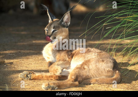 Langue de Caracal Banque D'Images