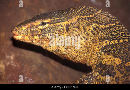 Desert Monitor Lizard, Varanus griseus Banque D'Images