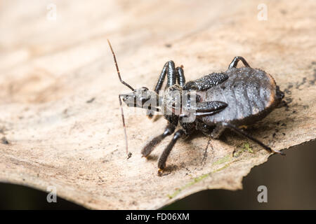 Un petit reduviid bug, ces insectes sont connus pour être un transporteur de Trypanosoma cruzei, la maladie de Chagas. Banque D'Images