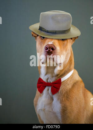 Un grand chien de race mixte portant un chapeau et chapeau Banque D'Images