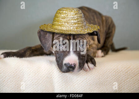 Portrait d'un pit-bull chiot Banque D'Images