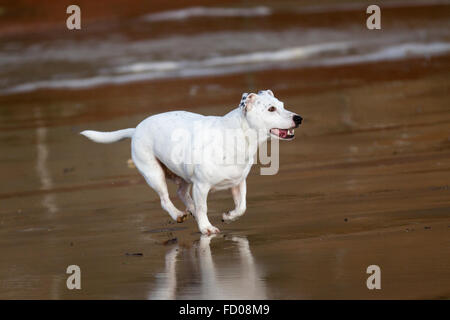 Chien joue sur la plage, New Brighton, Wirral, UK. 26 janvier, 2016. Météo britannique. Storm va souffler dans la Grande-Bretagne aujourd'hui avec jusqu'à six pouces de pluie et vents 70mph. La Grande-Bretagne aujourd'hui confrontés 70mph vents et une prévision six pouces de pluie comme une tempête qui a tué près de 30 personnes aux États-Unis dirigé tout droit vers le Royaume-Uni. Banque D'Images