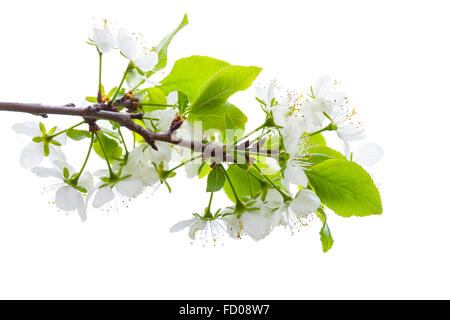 Branche de pommier à fleurs blanches isolé sur fond blanc Banque D'Images