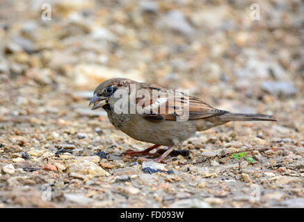 House Sparrow manger les céréales Banque D'Images