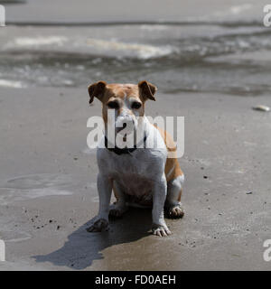 Pippa le Jack Russell pose sur la plage. Banque D'Images