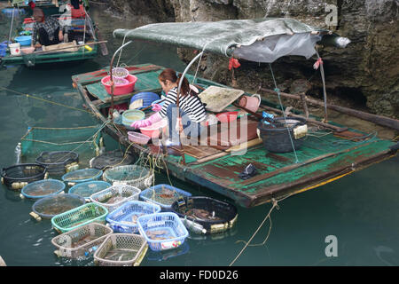 Femme vendant différents types de poisson et fruits de mer frais intégré à un petit bateau dans la baie d'Halong, Vietnam Banque D'Images