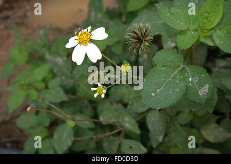 La floraison des plantes de semis et des bergers d'aiguilles, bident Bidens, alba, sur la masse des déchets par la baie d'Halong, Vietnam Banque D'Images