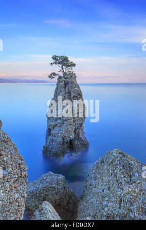 Parc naturel régional de Portofino. Pin solitaire et côtière rock Cliff Beach. Photos à longue exposition. Ligurie, Italie Banque D'Images