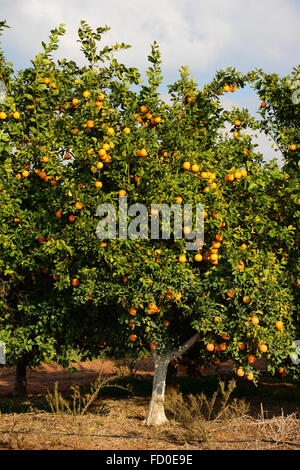 Orange Tree in orchard Banque D'Images