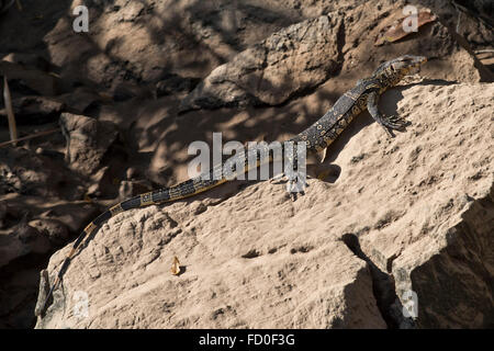 Jeune asiatique l'eau l'eau, varan Varanus salvator, se prélassant sur un rocher sur la rive de la rivière Kwai tôt le matin Banque D'Images