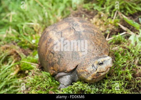 L'Est de la boue, des tortues Kinosternon subrubrum subrubrum, endémique à l'United States Banque D'Images