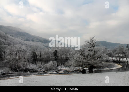 Givre sur les arbres sur les rives de la rivière Dee à la Horseshoe Falls à Llangollen Banque D'Images