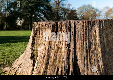 Un tronc d'arbre près de la lumière du soleil du matin Banque D'Images