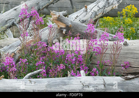 L'épilobe rose se développe parmi les bois tombés sur les flancs du Mt. Washburn, dans le Parc National de Yellowstone, Wyoming. Banque D'Images