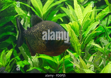 Portrait de gros piranha avec la bouche ouverte Banque D'Images