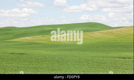 Des champs de blé dans la région de Palouse l'État de Washington près de Colfax au printemps. Banque D'Images