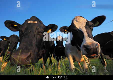 Les vaches Holstein - Troupeau de vaches patché noir et blanc (Bos taurus)