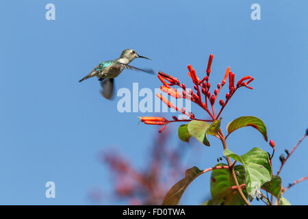 Colibri d'abeille (Mellisuga helenae) adulte mâle sauvage en vol se nourrissant de fleurs à Zapata, baie des cochons, Cuba, Caraïbes Banque D'Images