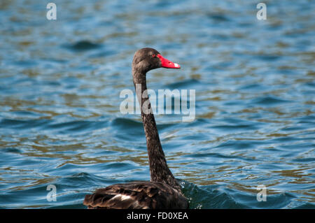 Black Swan la natation sur le lac Rotomahana dans la vallée volcanique de Waimangu en Nouvelle-Zélande. Banque D'Images