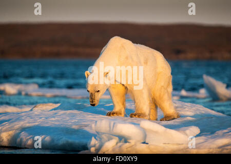 Le Canada, le territoire du Nunavut, adulte mâle ours polaire (Ursus maritimus) debout à bord de la banquise à la dérive près de l'embouchure de la baie Wager Banque D'Images