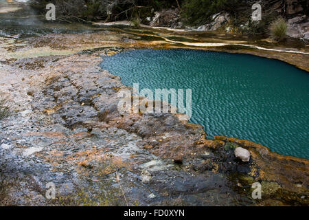 Le Lac Bleu est une source d'eau chaude la prestation de l'eau riche en silice qui développent les Terrasses Warbrick dans la vallée de Waimangu. Banque D'Images