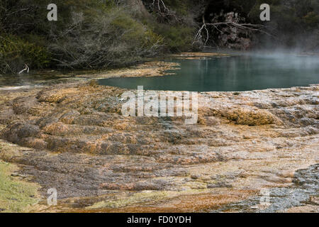 Le Lac Bleu est une source d'eau chaude la prestation de l'eau riche en silice qui développent les Terrasses Warbrick dans la vallée de Waimangu. Banque D'Images