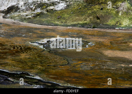 L'eau bouillonnante à l'Warbrick terrasses dans la vallée de Waimangu en Nouvelle-Zélande. Banque D'Images