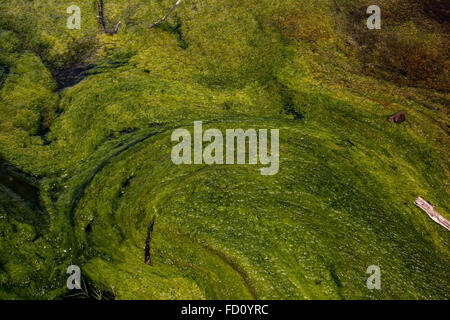 Dans l'eau riche en silice de l'Warbrick terrasses dans la vallée de Waimangu en Nouvelle-Zélande bactérienne dense tapis sont en croissance. Banque D'Images