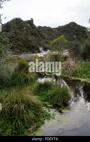 L'eau riche en silice de l Warbrick terrasses s'écoule à travers une végétation luxuriante jusqu'au lac Rotomahana dans la vallée de Waimangu. Banque D'Images