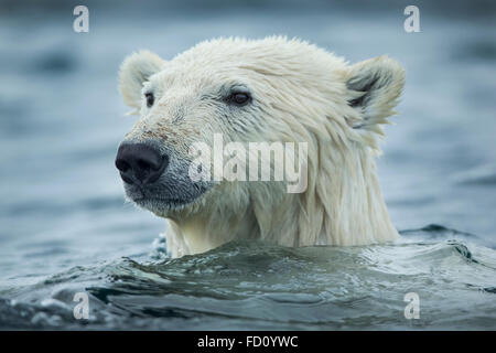 Le Canada, le territoire du Nunavut, Repulse Bay, l'ours polaire (Ursus maritimus) nager près de Harbour Islands Banque D'Images