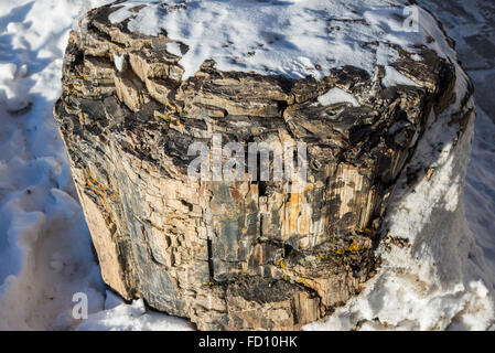 Tronc d'arbre pétrifié devant le centre de visiteurs à Mammoth Hot Springs. Le Parc National de Yellowstone, Wyoming, USA. Banque D'Images